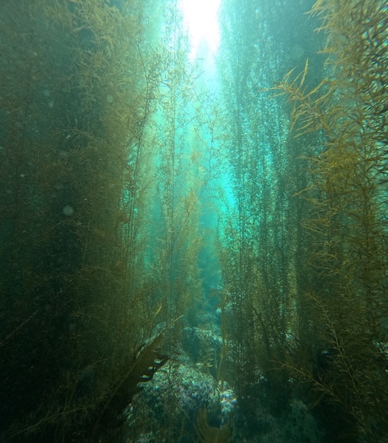 アカモク　志賀島