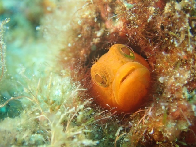 唐津　ダイビング　オキマツゲ