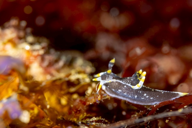 志賀島クロコソデウミウシ