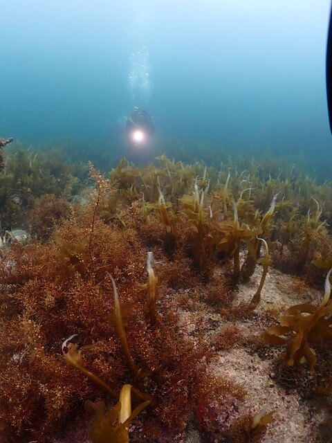 志賀島 海藻
