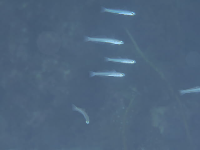 志賀島　ハナハゼ