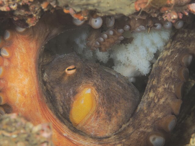志賀島　マダコ
