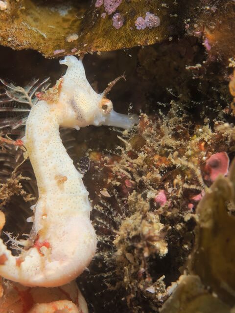 志賀島　タツノオトシゴ