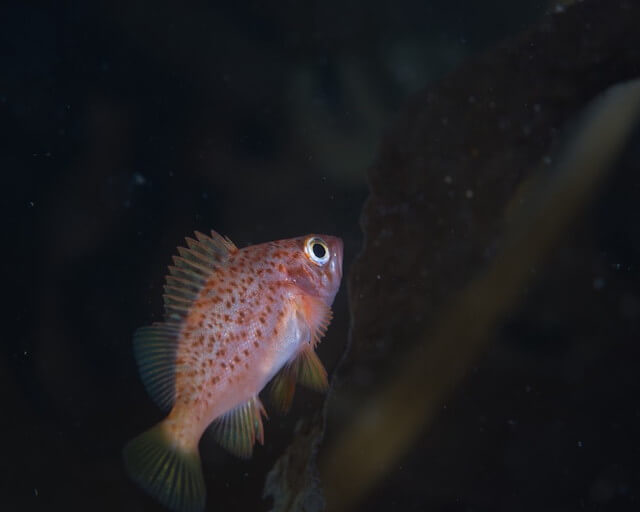 志賀島　メバル