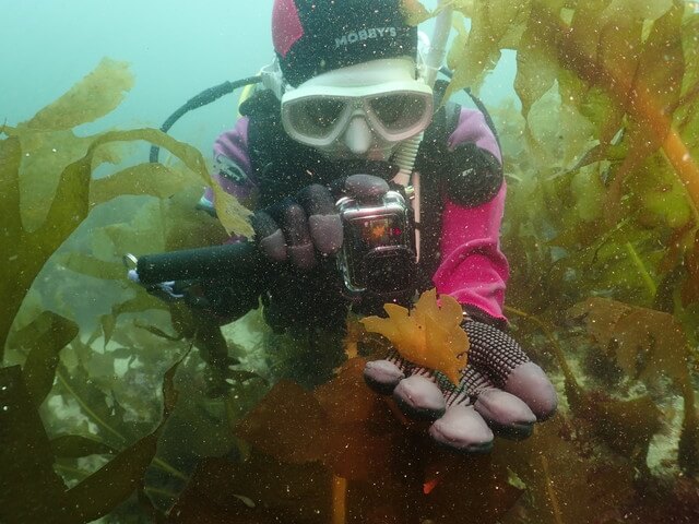 志賀島　メリベウミウシ