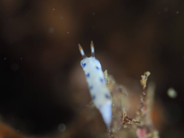 サガミ色ウミウシ