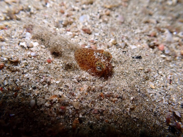 魚