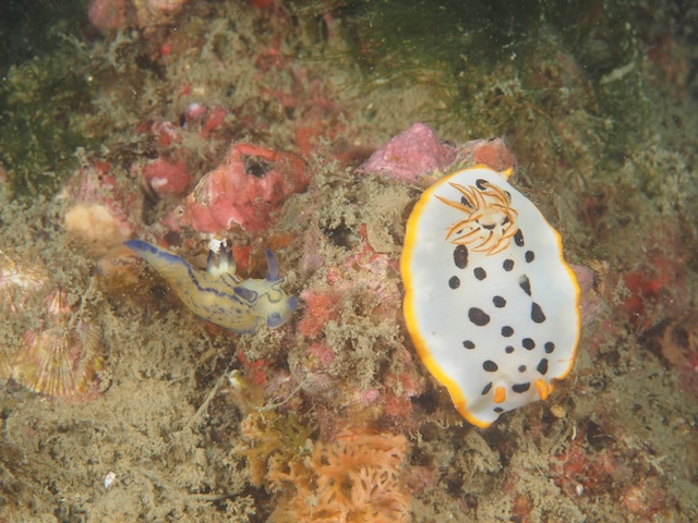 オオクチリュウグウウミウシ
