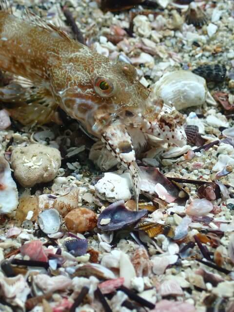 志賀島　捕食