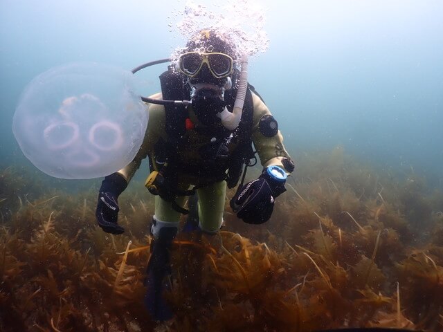 志賀島　ミズクラゲ
