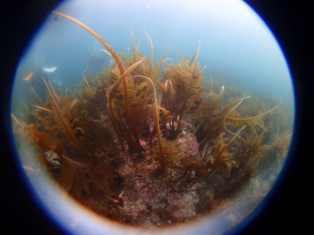 志賀島　ワカメ