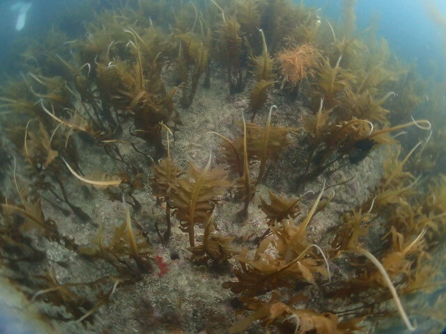 志賀島　ワカメ