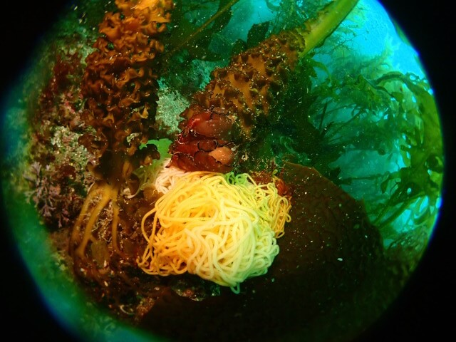 志賀島　アメフラシ