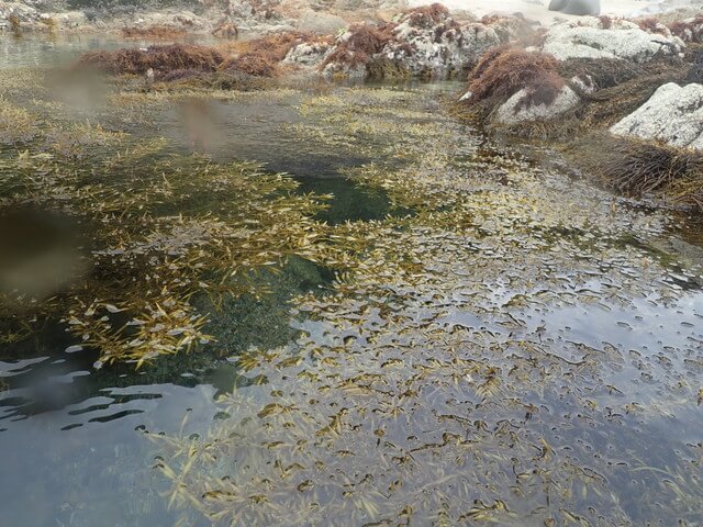 志賀島　ひじき
