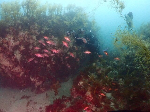 志賀島　メバル