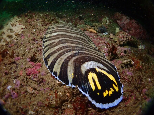 志賀島　シマウシノシタ