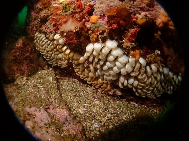 志賀島　ミガキボラ