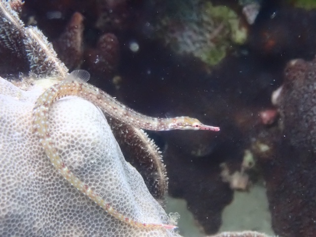 ヨウジウオ
