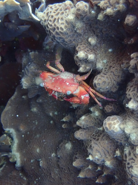 カニ