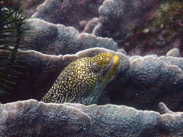 ワカウツボ