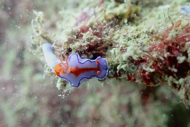 ニシキウミウシ