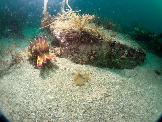 志賀島 ハナイカ