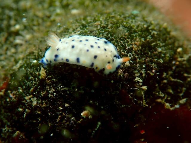 志賀島 サガミ色ウミウシ