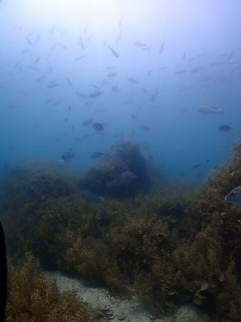 長崎　海藻