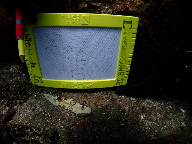 志賀島　ウミウシ