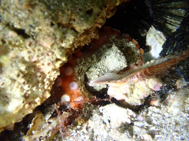 タコ