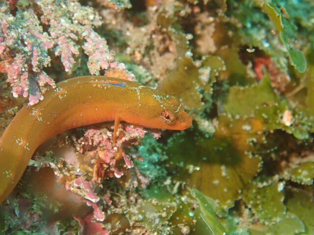 志賀島　オオカズナギ