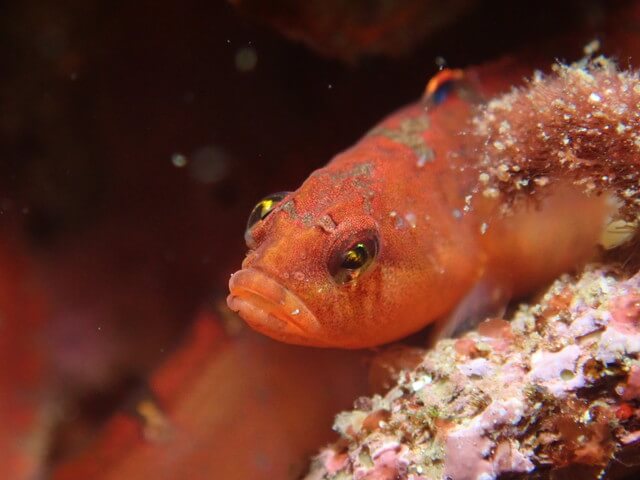 志賀島　オオカズナギ