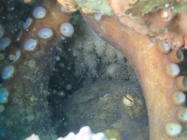 志賀島 マダコの抱卵