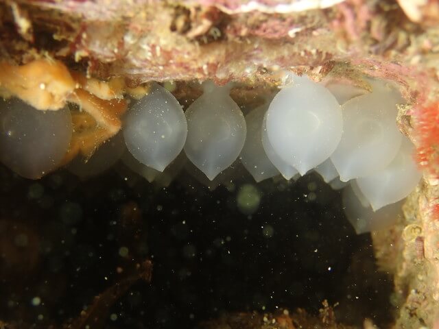 志賀島 ハナイカの卵