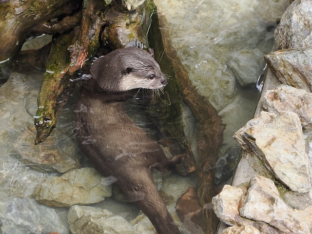 コツメカワウソ