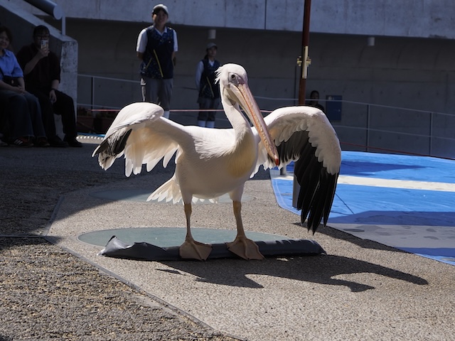 ペリカン