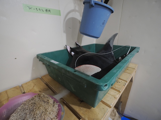 トビエイ