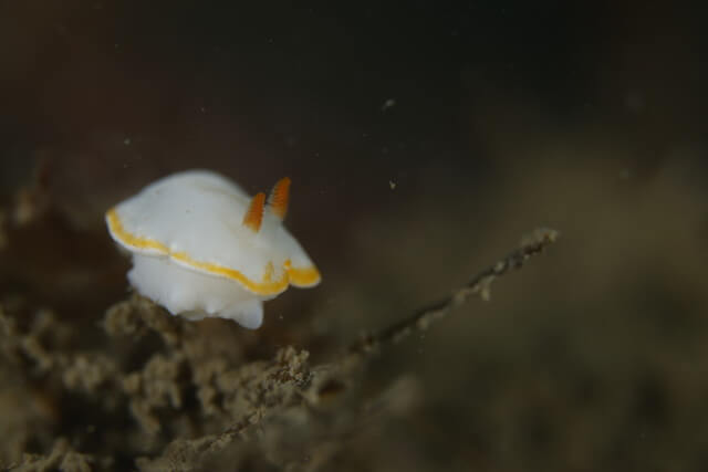ウミウシ