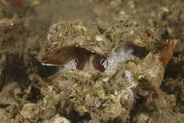 たこ