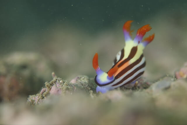 ウミウシ
