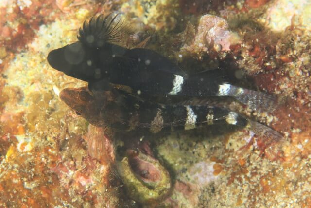 志賀島　ヘビギンポ