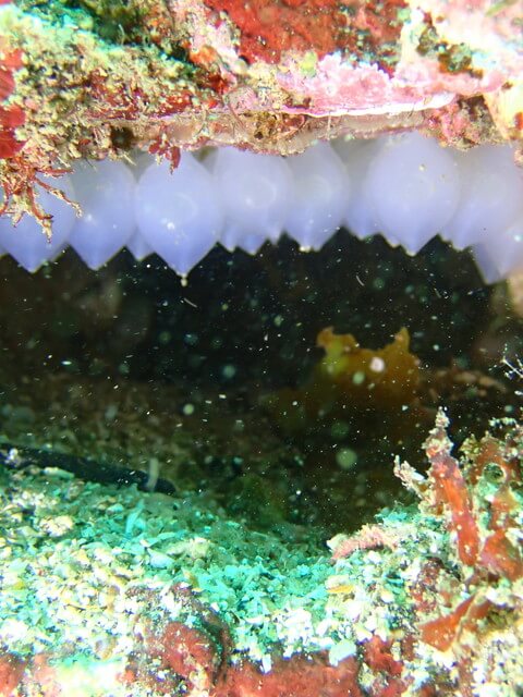 志賀島　ハナイカ卵