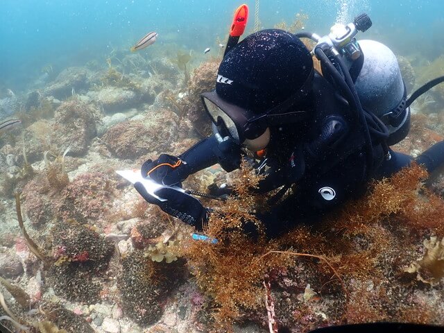 志賀島 魚の観察