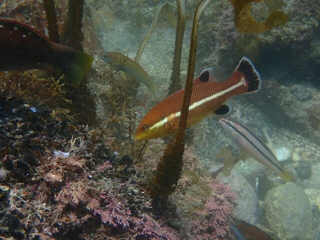 志賀島 コブダイ