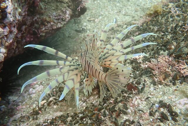 志賀島 ミノカサゴ