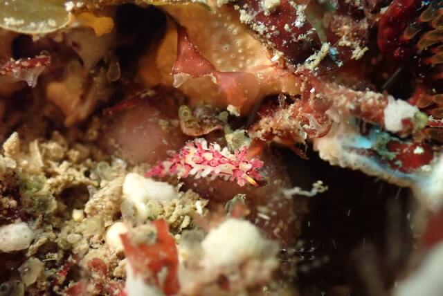志賀島 センヒメウミウシ