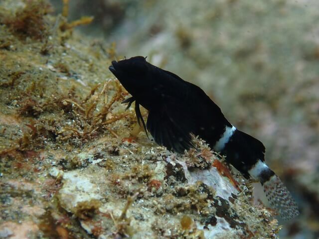 志賀島　ヘビギンポ
