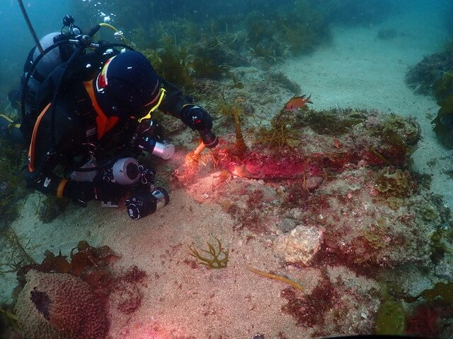 志賀島　スズメダイ