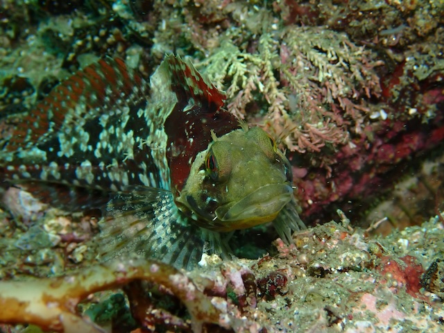 魚