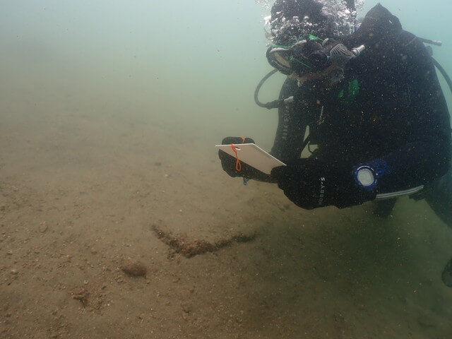 魚の観察